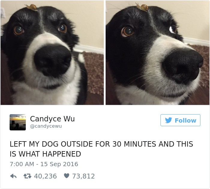 Top 20 best dog tweets "Left dog outside for 30 mins and this is what happened"